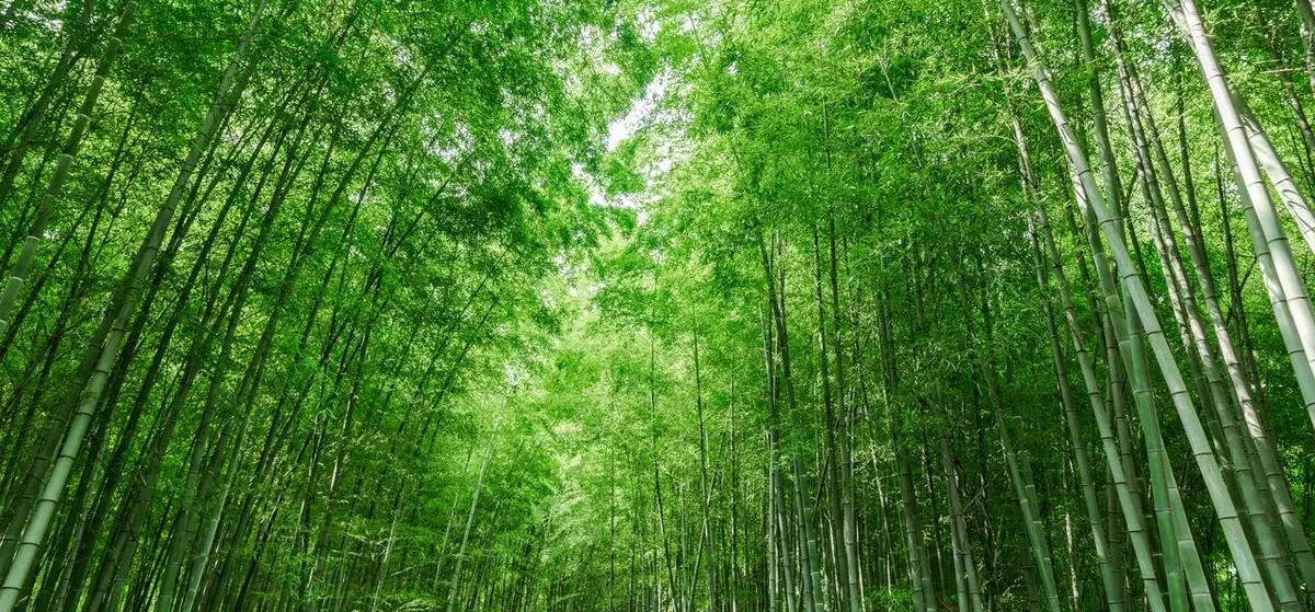 庭院深深深几许，竹影婆娑入梦来——论竹子在庭院设计中的美学意蕴与实用价值